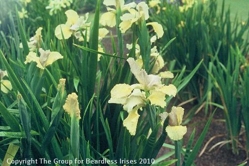 Iris Sunset Colours (spuria)